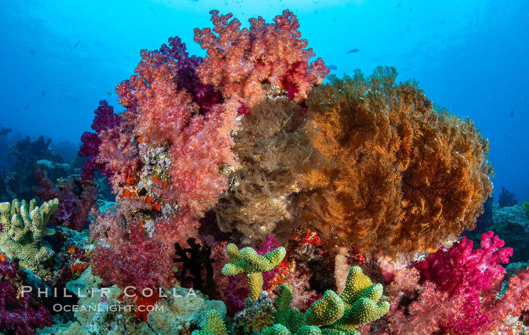 Spectacularly colorful dendronephthya soft corals on South Pacific reef, reaching out into strong ocean currents to capture passing planktonic food, Fiji. Nigali Passage, Gau Island, Lomaiviti Archipelago, Dendronephthya, natural history stock photograph, photo id 34839
