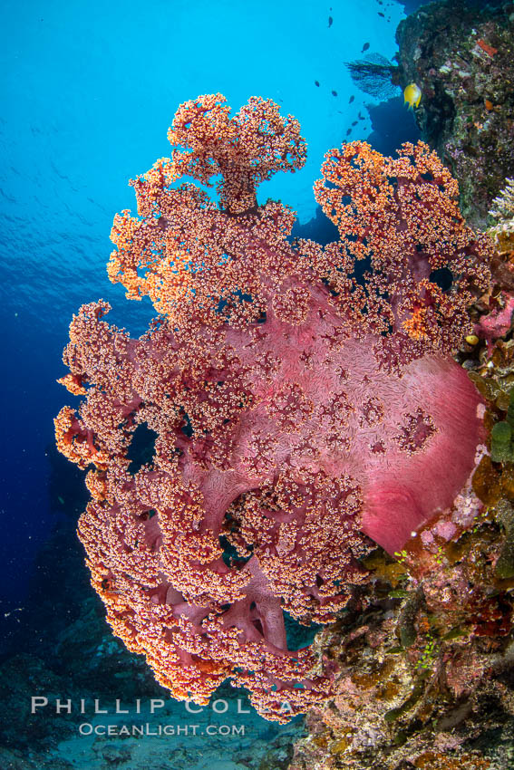 Fiji is the soft coral capital of the world, Seen here are beautifully colorful dendronephthya soft corals reaching out into strong ocean currents to capture passing planktonic food, Fiji. Vatu I Ra Passage, Bligh Waters, Viti Levu Island, Dendronephthya, natural history stock photograph, photo id 34911