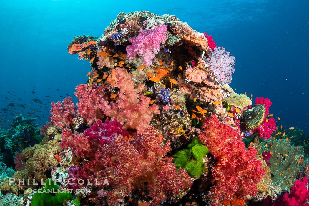 Vibrant displays of color among dendronephthya soft corals on South Pacific reef, reaching out into strong ocean currents to capture passing planktonic food, Fiji., Dendronephthya, natural history stock photograph, photo id 35043