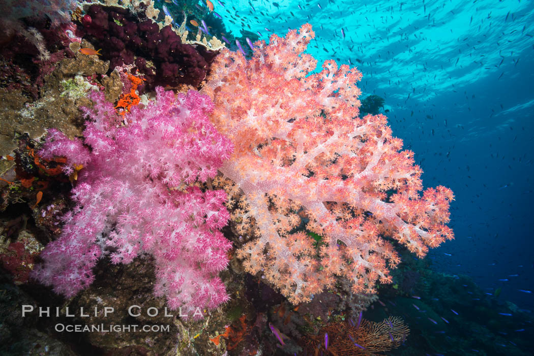 Spectacularly colorful dendronephthya soft corals on South Pacific reef, reaching out into strong ocean currents to capture passing planktonic food, Fiji. Namena Marine Reserve, Namena Island, Dendronephthya, natural history stock photograph, photo id 31353