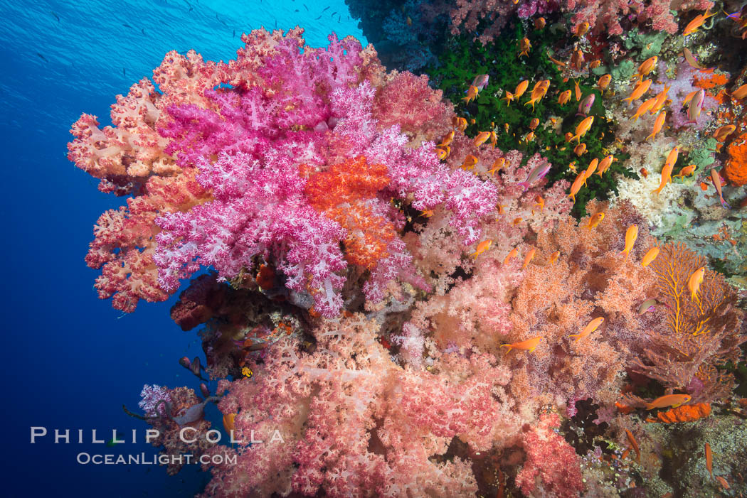 Spectacularly colorful dendronephthya soft corals on South Pacific reef, reaching out into strong ocean currents to capture passing planktonic food, Fiji. Vatu I Ra Passage, Bligh Waters, Viti Levu  Island, Dendronephthya, natural history stock photograph, photo id 31357