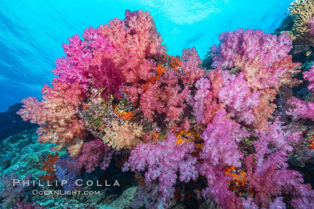 Spectacularly colorful dendronephthya soft corals on South Pacific reef, reaching out into strong ocean currents to capture passing planktonic food, Fiji. Nigali Passage, Gau Island, Lomaiviti Archipelago, Dendronephthya, natural history stock photograph, photo id 31389