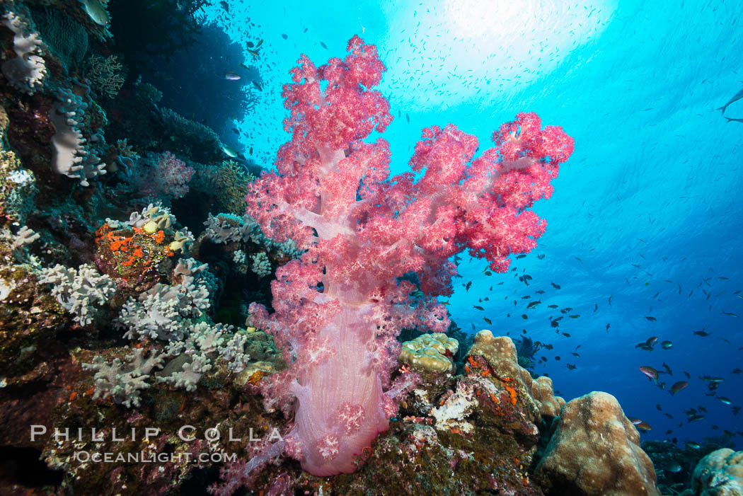 Spectacularly colorful dendronephthya soft corals on South Pacific reef, reaching out into strong ocean currents to capture passing planktonic food, Fiji., Dendronephthya, natural history stock photograph, photo id 31429
