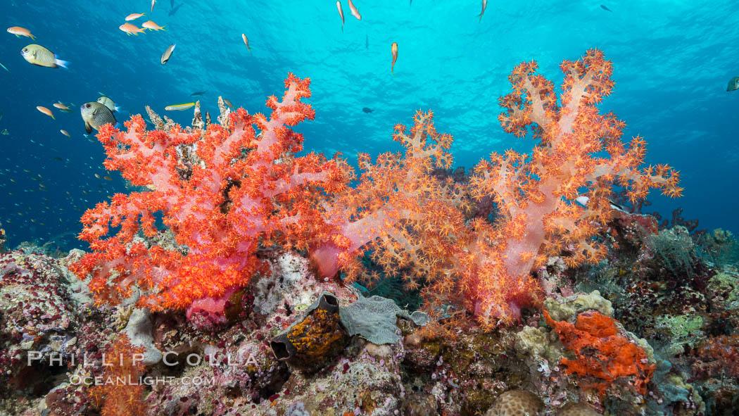 Spectacularly colorful dendronephthya soft corals on South Pacific reef, reaching out into strong ocean currents to capture passing planktonic food, Fiji. Gau Island, Lomaiviti Archipelago, Dendronephthya, Pseudanthias, natural history stock photograph, photo id 31517