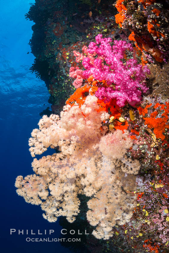 Spectacularly colorful dendronephthya soft corals on South Pacific reef, reaching out into strong ocean currents to capture passing planktonic food, Fiji. Vatu I Ra Passage, Bligh Waters, Viti Levu  Island, Dendronephthya, natural history stock photograph, photo id 31637