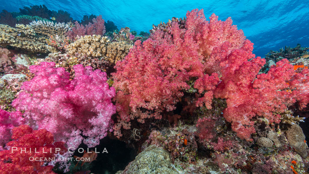 Spectacularly colorful dendronephthya soft corals on South Pacific reef, reaching out into strong ocean currents to capture passing planktonic food, Fiji. Nigali Passage, Gau Island, Lomaiviti Archipelago, Dendronephthya, natural history stock photograph, photo id 31729