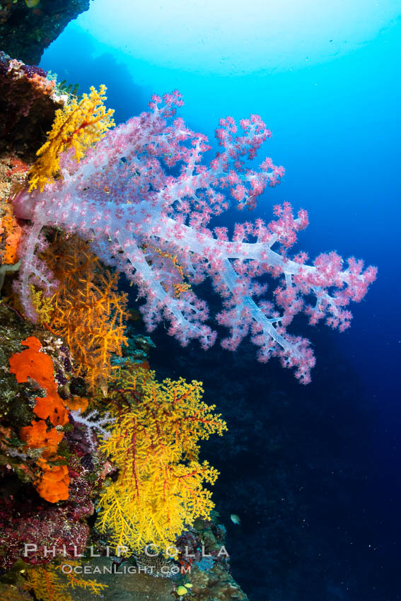 Fiji is the soft coral capital of the world, Seen here are beautifully colorful dendronephthya soft corals reaching out into strong ocean currents to capture passing planktonic food, Fiji. Vatu I Ra Passage, Bligh Waters, Viti Levu Island, Dendronephthya, natural history stock photograph, photo id 34829