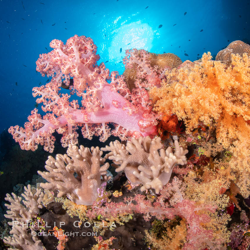 Colorful and exotic coral reef in Fiji, with soft corals, hard corals, anthias fishes, anemones, and sea fan gorgonians., Dendronephthya, Pseudanthias, natural history stock photograph, photo id 34849