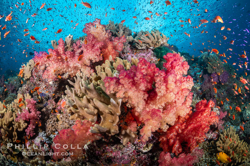 Fiji is the soft coral capital of the world, Seen here are beautifully colorful dendronephthya soft corals reaching out into strong ocean currents to capture passing planktonic food, Fiji., Dendronephthya, natural history stock photograph, photo id 34913