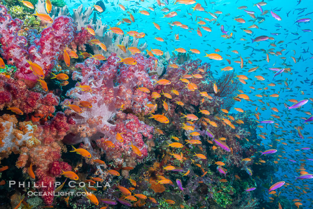Spectacularly colorful dendronephthya soft corals on South Pacific reef, reaching out into strong ocean currents to capture passing planktonic food, Fiji., Dendronephthya, natural history stock photograph, photo id 34985