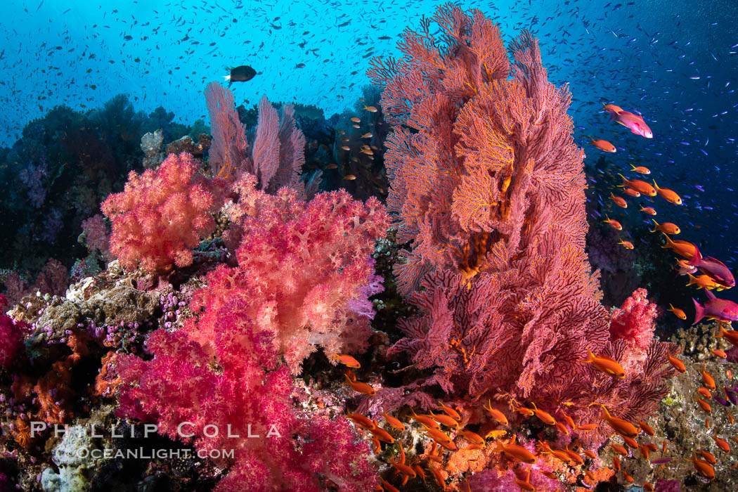 Vibrant displays of color among dendronephthya soft corals on South Pacific reef, reaching out into strong ocean currents to capture passing planktonic food, Fiji. Vatu I Ra Passage, Bligh Waters, Viti Levu Island, Dendronephthya, Gorgonacea, natural history stock photograph, photo id 35041