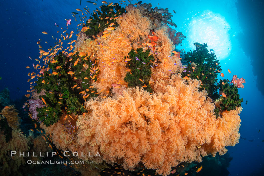 Colorful and exotic coral reef in Fiji, with soft corals, hard corals, anthias fishes, anemones, and sea fan gorgonians., Pseudanthias, natural history stock photograph, photo id 34941