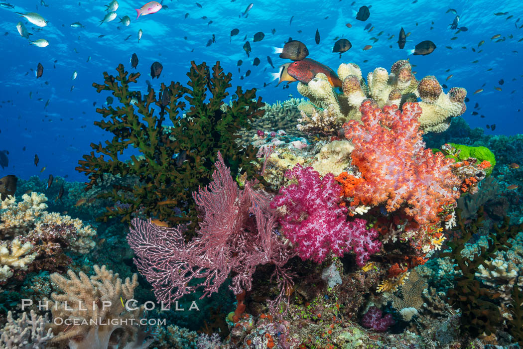 Soft corals (gorgonians, dendronephthya) and hard corals cover a pristine and beautiful south Pacific coral reef, Fiji. Namena Marine Reserve, Namena Island, Dendronephthya, Gorgonacea, Tubastrea micrantha, natural history stock photograph, photo id 31418