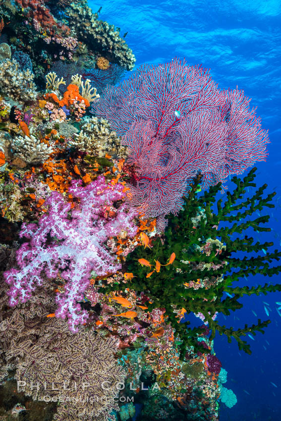 Soft corals (gorgonians, dendronephthya) and hard corals cover a pristine and beautiful south Pacific coral reef, Fiji., Dendronephthya, Gorgonacea, Plexauridae, Pseudanthias, Tubastrea micrantha, natural history stock photograph, photo id 31598