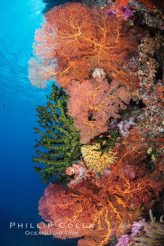 Soft corals (gorgonians, dendronephthya) and hard corals cover a pristine and beautiful south Pacific coral reef, Fiji. Vatu I Ra Passage, Bligh Waters, Viti Levu  Island, Dendronephthya, Gorgonacea, Plexauridae, natural history stock photograph, photo id 31640
