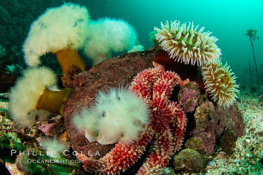 Colorful reef scene on Vancouver Island, known for its underwater landscapes teeming with rich invertebrate life. Browning Pass, Vancouver Island. British Columbia, Canada, Metridium farcimen, natural history stock photograph, photo id 35419