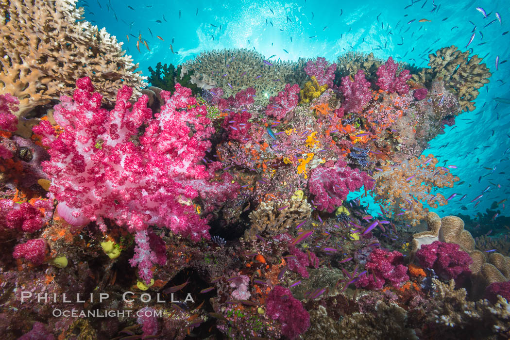 Colorful dendronephthya soft corals and various hard corals, flourishing on a pristine healthy south pacific coral reef.  The soft corals are inflated in strong ocean currents, capturing passing planktonic food with their many small polyps. Namena Marine Reserve, Namena Island, Fiji, Dendronephthya, natural history stock photograph, photo id 31407