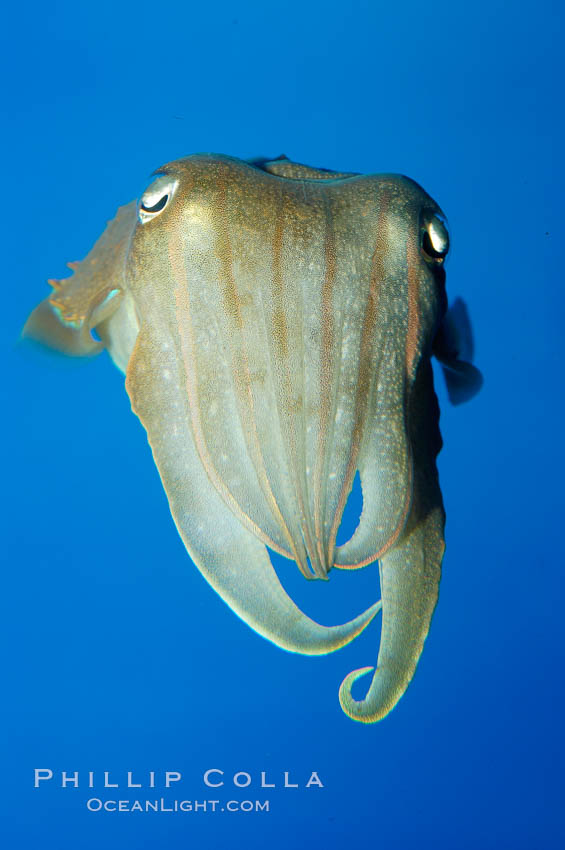 Common cuttlefish., Sepia officinalis, natural history stock photograph, photo id 10302