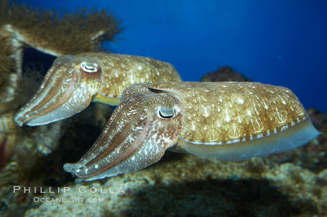 Common cuttlefish., Sepia officinalis, natural history stock photograph, photo id 11780