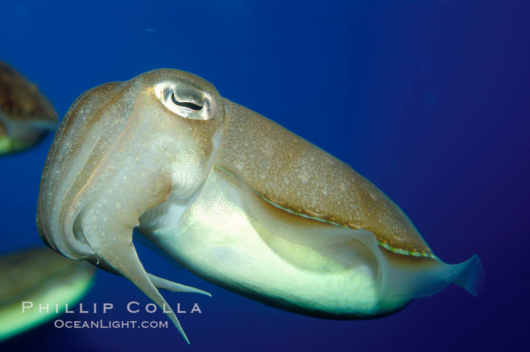 Common cuttlefish., Sepia officinalis, natural history stock photograph, photo id 10299