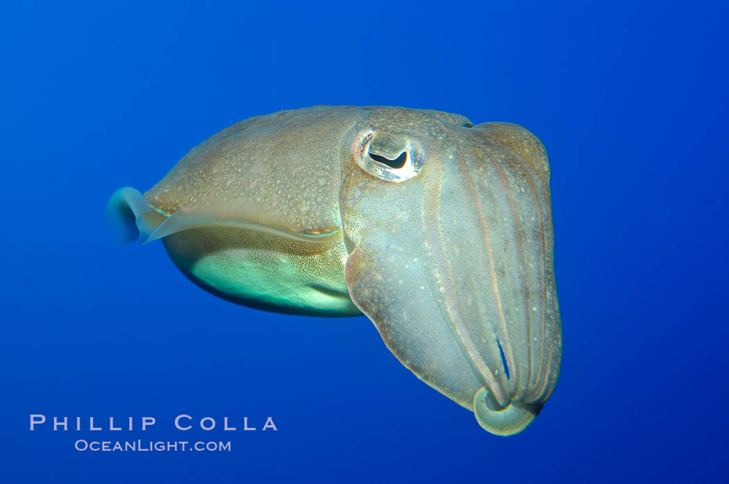 Common cuttlefish., Sepia officinalis, natural history stock photograph, photo id 10305