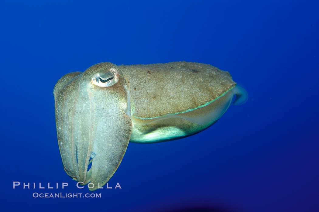 Common cuttlefish., Sepia officinalis, natural history stock photograph, photo id 10306