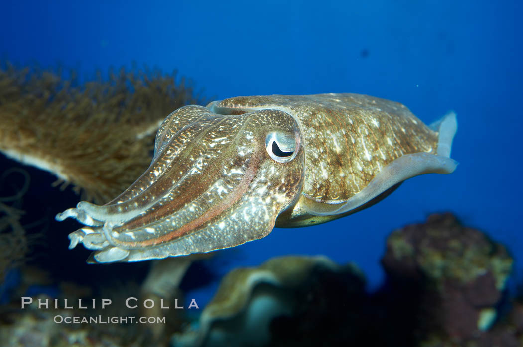 Common cuttlefish., Sepia officinalis, natural history stock photograph, photo id 11778
