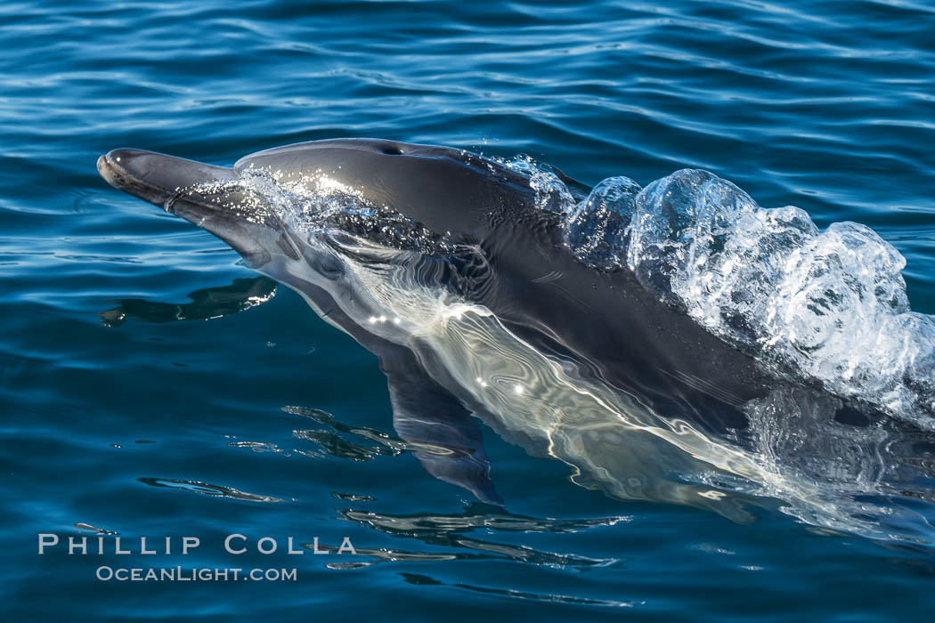 Common Dolphin Breaching the Ocean Surface. San Diego, California, USA, natural history stock photograph, photo id 34234