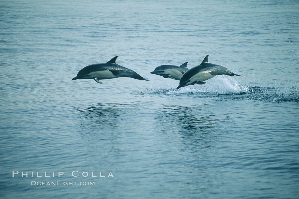 Common dolphin leaping (porpoising). San Diego, California, USA, Delphinus delphis, natural history stock photograph, photo id 04939
