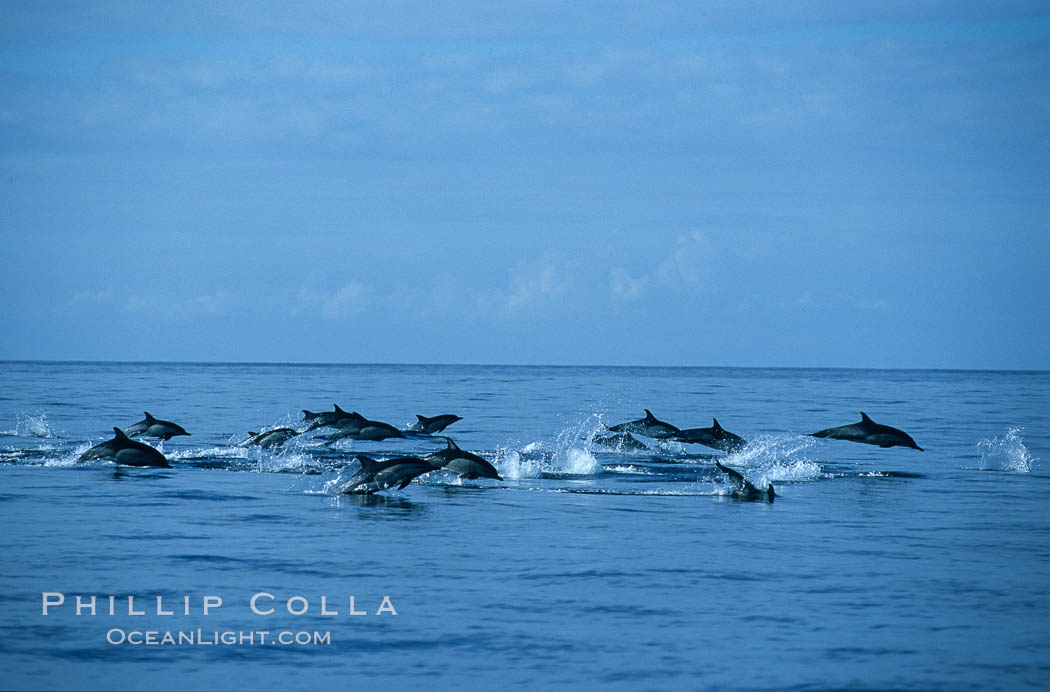 Common dolphin, Delphinus delphis, San Diego, California