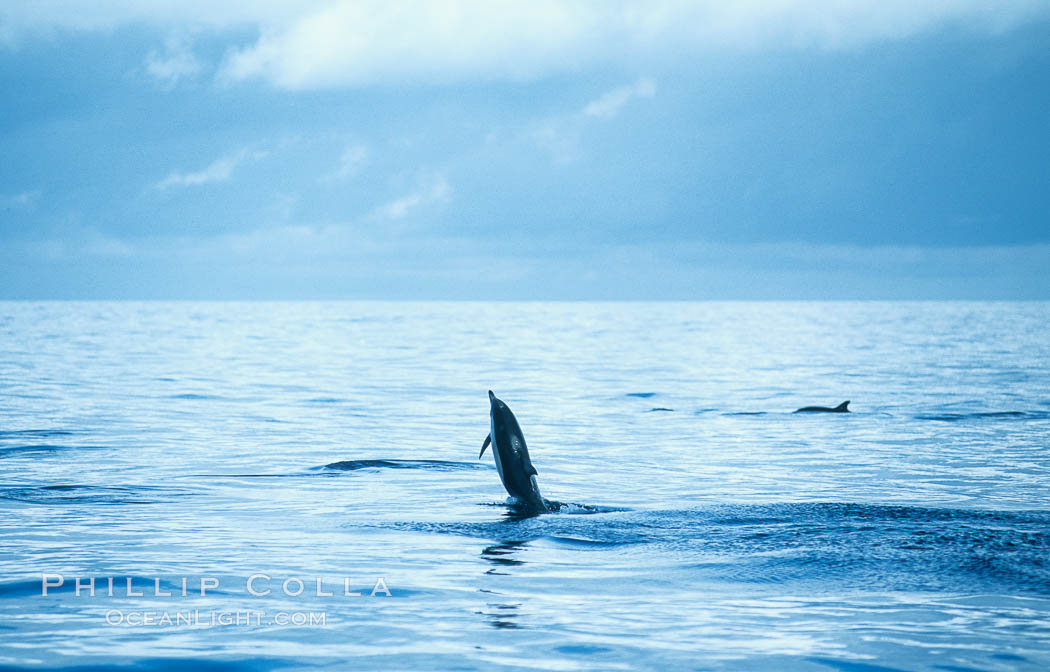 Common dolphin leaping (porpoising). San Diego, California, USA, Delphinus delphis, natural history stock photograph, photo id 18933