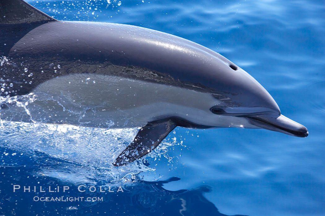 Common dolphin leaping, Delphinus delphis, Guadalupe Island (Isla Guadalupe)