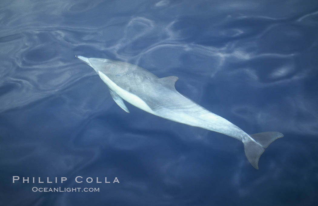 Common dolphin, Delphinus delphis, San Diego, California