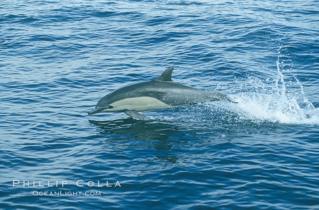 Common dolphin leaping (porpoising). San Diego, California, USA, Delphinus delphis, natural history stock photograph, photo id 00098