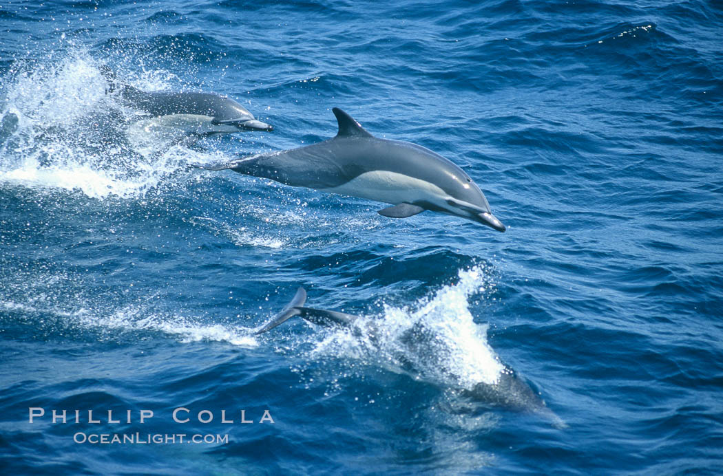 Common dolphin leaping (porpoising). San Diego, California, USA, Delphinus delphis, natural history stock photograph, photo id 02107