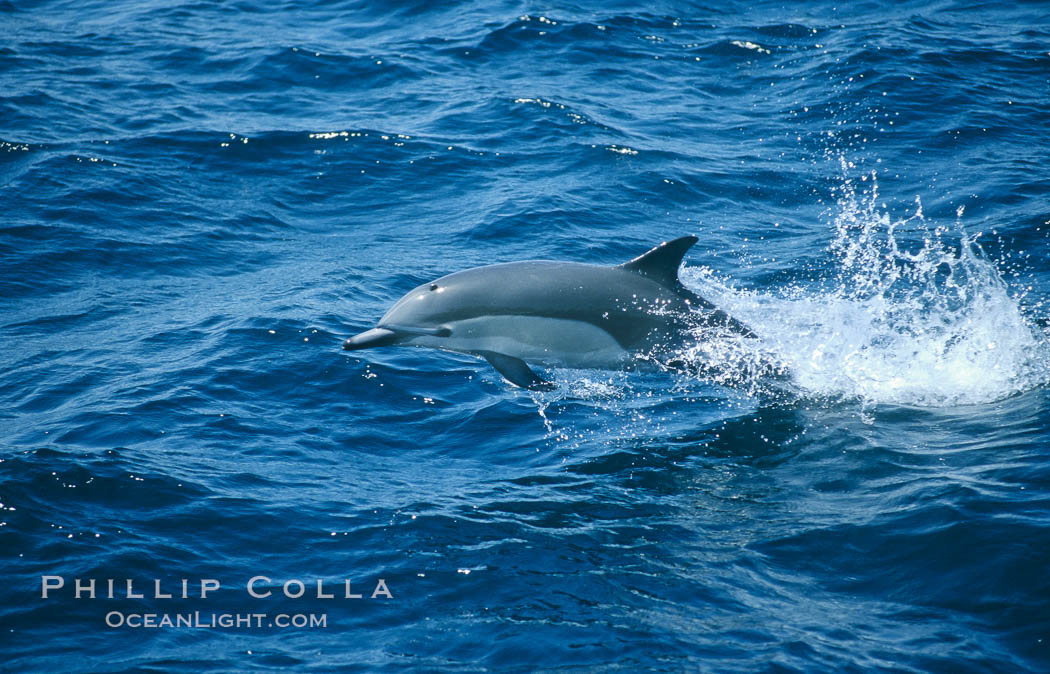 Common dolphin leaping (porpoising). San Diego, California, USA, Delphinus delphis, natural history stock photograph, photo id 02098