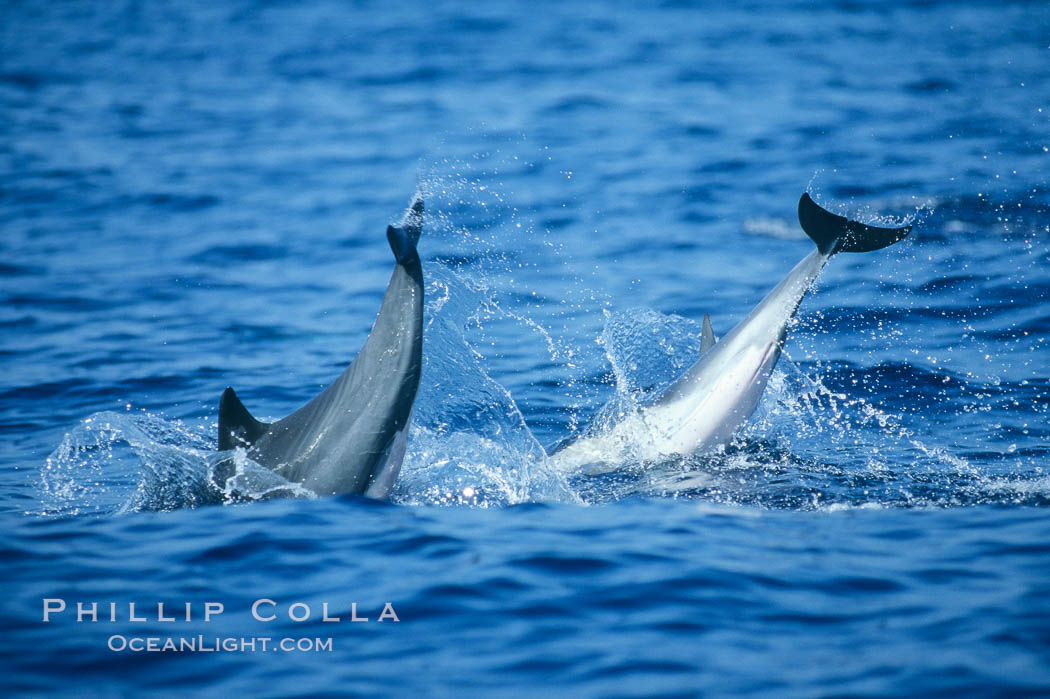 Common dolphin leaping (porpoising). San Diego, California, USA, Delphinus delphis, natural history stock photograph, photo id 04930