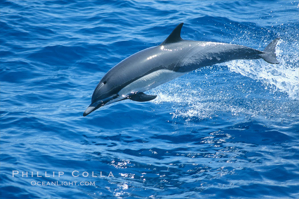 Common dolphin. San Diego, California, USA, Delphinus delphis, natural history stock photograph, photo id 02408