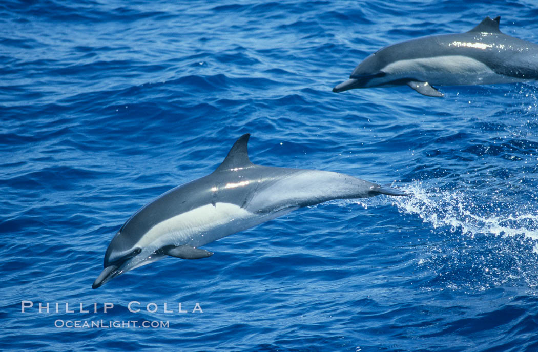 Common dolphin leaping (porpoising). San Diego, California, USA, Delphinus delphis, natural history stock photograph, photo id 02355