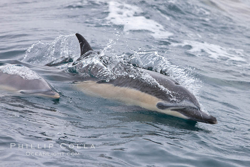 Common dolphin at the edge of the ocean. Santa Barbara, California, USA, Delphinus delphis, natural history stock photograph, photo id 27017