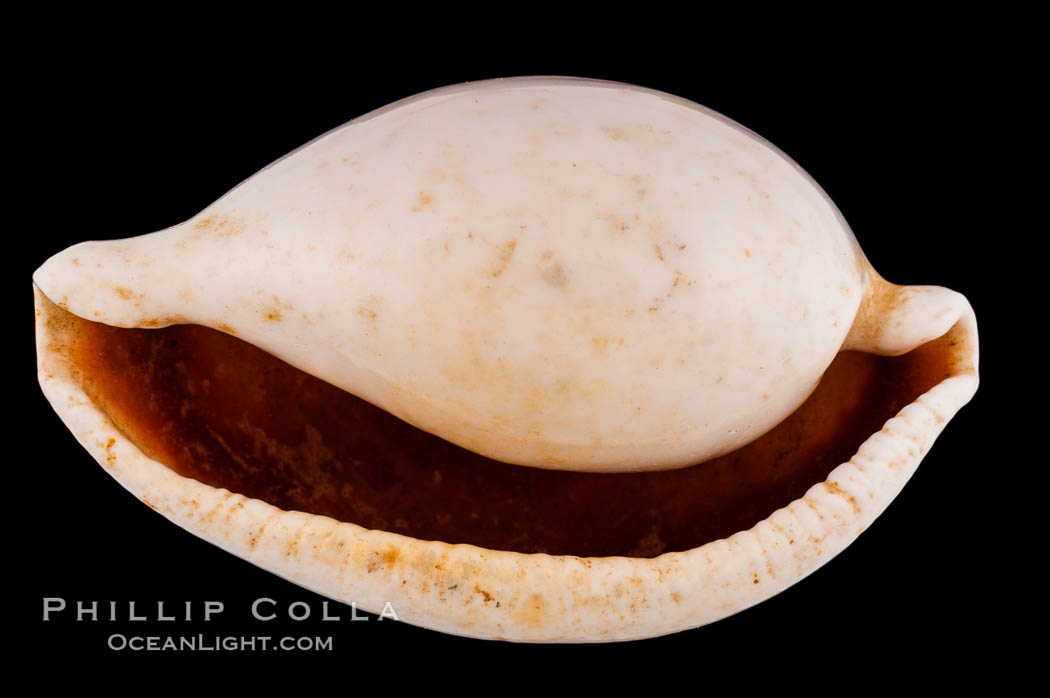 Common Egg Cowrie., Ovula ovum, natural history stock photograph, photo id 08542