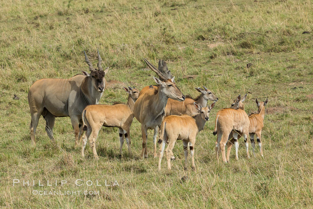 Common eland, Maasai Mara, Kenya. Maasai Mara National Reserve, Taurotragus oryx, natural history stock photograph, photo id 29902