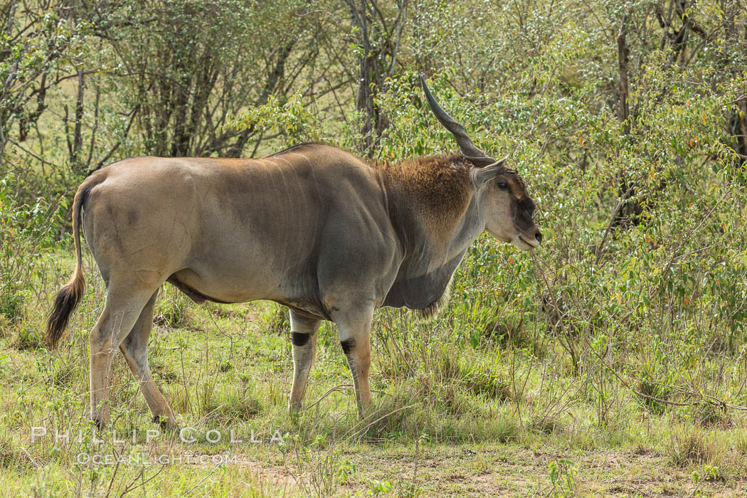 Common eland, Maasai Mara, Kenya. Maasai Mara National Reserve, Taurotragus oryx, natural history stock photograph, photo id 29901