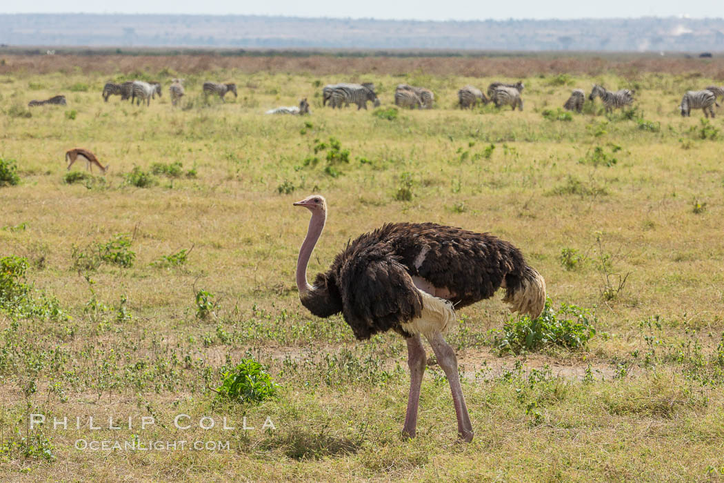Common Ostrich. Amboseli National Park, Kenya, Struthio camelus, natural history stock photograph, photo id 29495