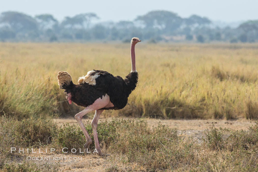 Common Ostrich. Amboseli National Park, Kenya, Struthio camelus, natural history stock photograph, photo id 29575