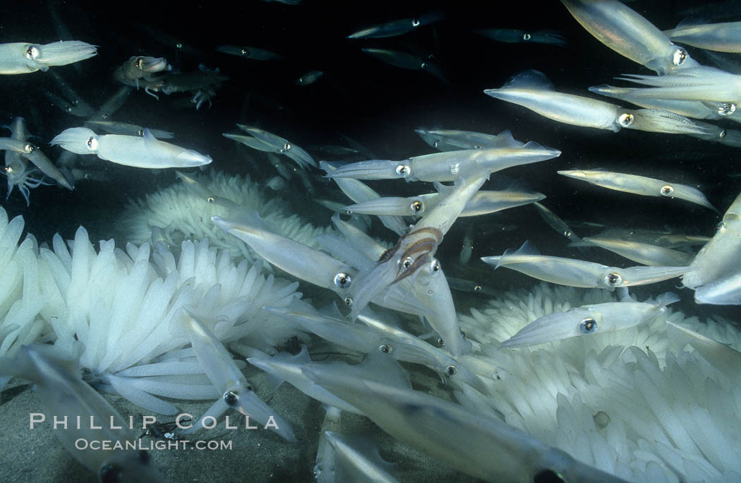 Squid mating and laying eggs, eggs on sandy bottom. La Jolla, California, USA, Loligo opalescens, natural history stock photograph, photo id 02547