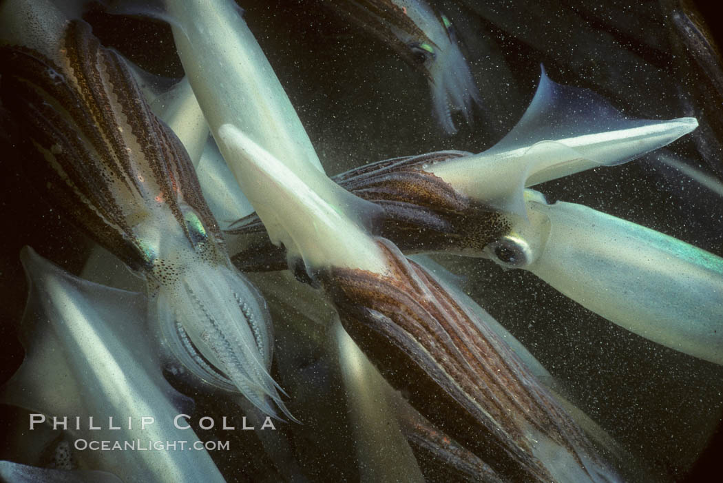 Squid, mating and laying eggs. La Jolla, California, USA, Loligo opalescens, natural history stock photograph, photo id 05379