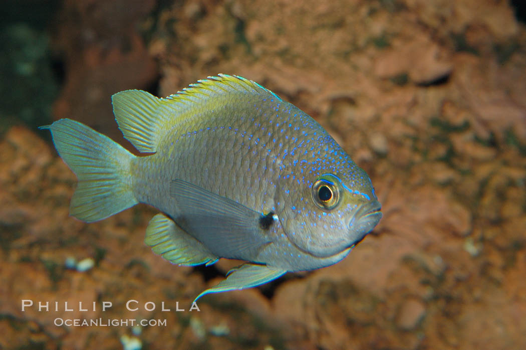 Connies Damsel., Chromis limbaughi, natural history stock photograph, photo id 09222