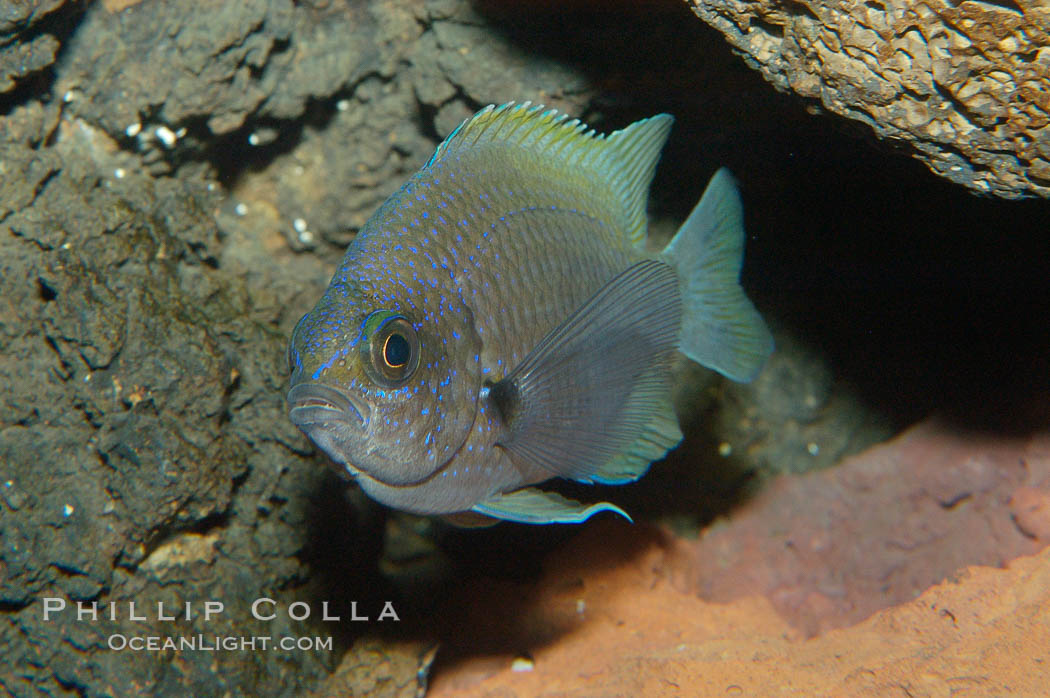 Connies Damsel., Chromis limbaughi, natural history stock photograph, photo id 09224