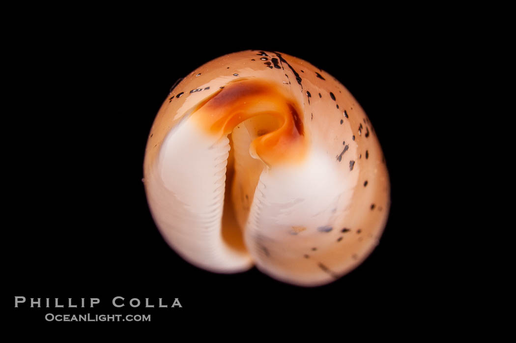 Controversial Cowrie., Cypraea controversa atriceps, natural history stock photograph, photo id 08188
